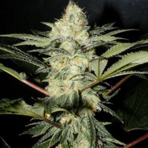 Sweet Afgani Delicious Fast